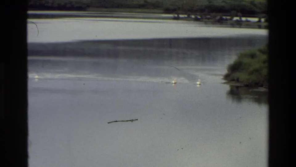 Grand Teton river footage frame with white birds on calm water, green banks, distant trees, and visible 8mm dust and scratches.