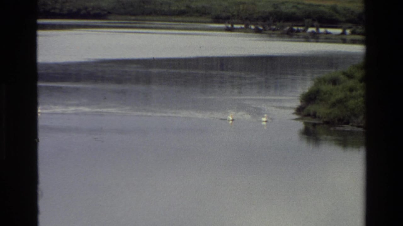 1980 8mm Grand Teton lake view with geese on reflective water, dark frame edges, and a green shoreline in the distance.