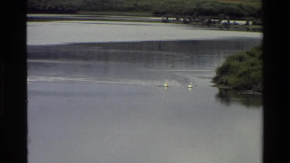 1980 8mm Grand Teton lake view with geese on reflective water, dark frame edges, and a green shoreline in the distance.