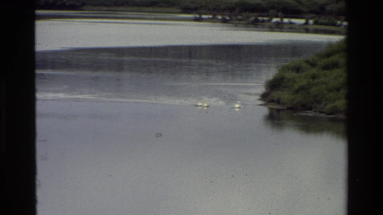 Small group of geese floating near a green shoreline on a grey lake.
