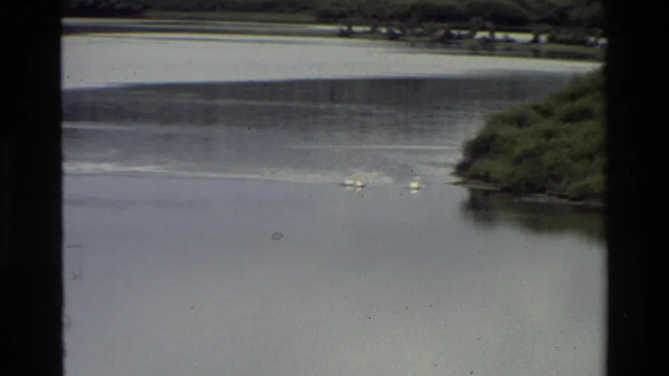 Grand Teton 8mm frame showing geese spread across grey lake water near a green bank, with dark borders from the filmed viewpoint.