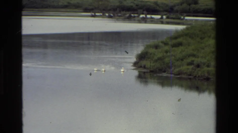 1980 Grand Teton home-movie frame with geese floating on a lake while a dark bird crosses the view over the water.