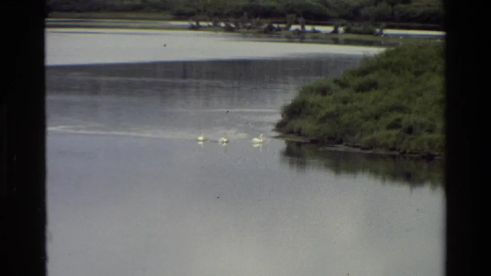 Grand Teton 1980 8mm still with geese grouped on smooth lake water, green shoreline at right, and muted cloudy light.
