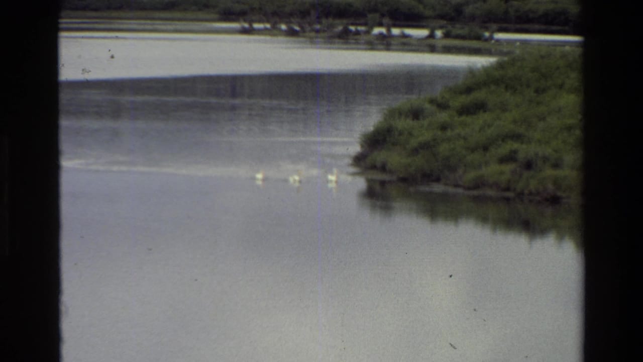 Grand Teton, Wyoming 8mm frame from 1980 showing three white birds on calm water beside a green riverbank.