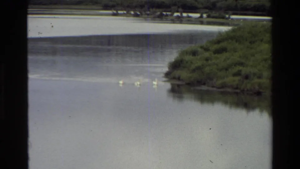 Grand Teton, Wyoming 8mm frame from 1980 showing three white birds on calm water beside a green riverbank.