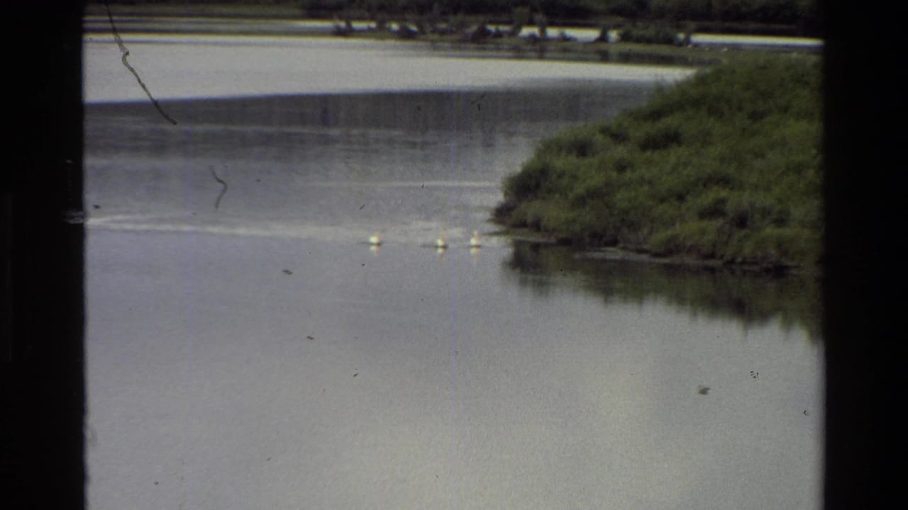 Three white birds on open water beside a dense green bank.