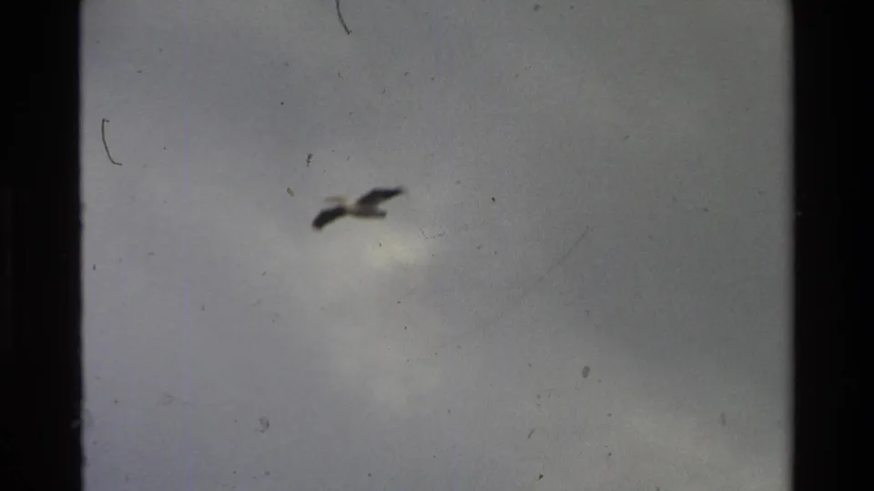 A large bird appears in flight against a cloudy sky in this 1980 8mm Grand Teton home-movie frame.