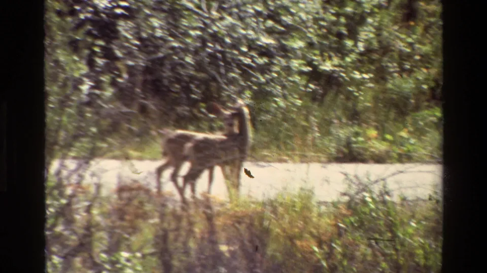 Brief 1980 8mm roadside view of two deer in grass near brush, following the Idaho sign shots in the clip.