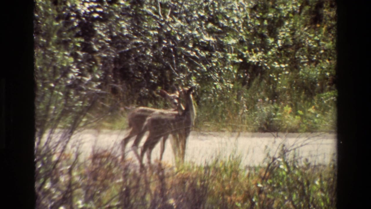 Two fawns stand alert on a wooded road in Grand Teton, Wyoming, in 1980 home-movie footage.