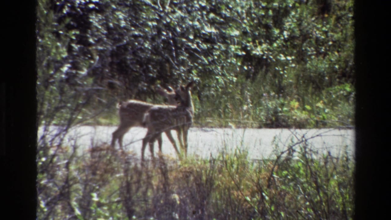 Two fawns remain near each other on a pale wooded road in the Grand Teton 1980 clip.