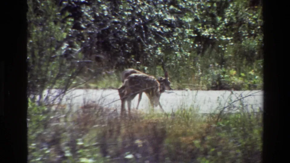 One fawn lowers its head as another stands beside it on a Grand Teton forest road in 1980 footage.
