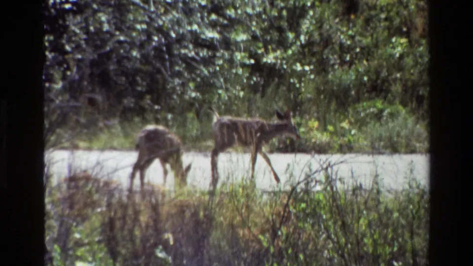 Two fawns separate slightly on a wooded Grand Teton road, seen through grainy 1980 8mm footage.