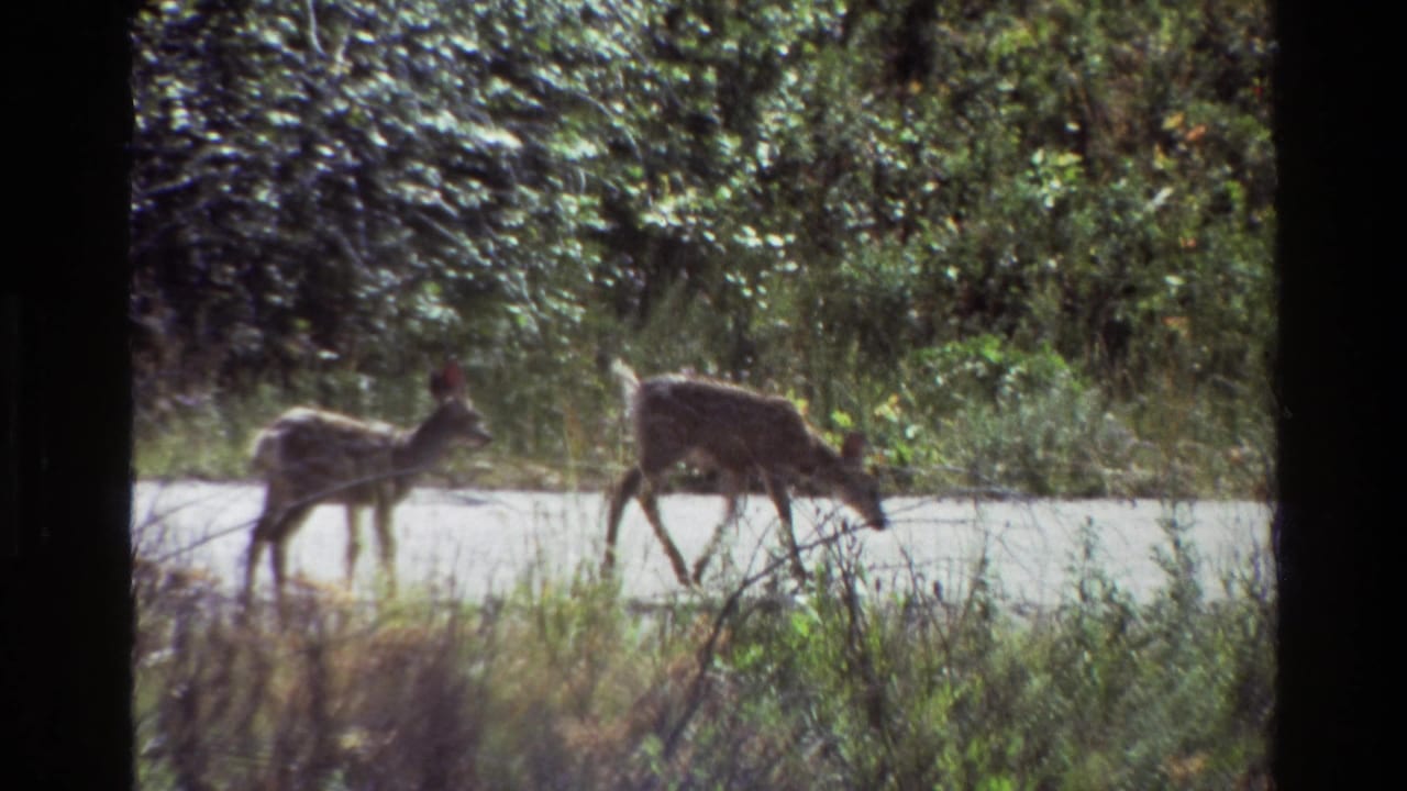 Two deer appear beside or crossing a quiet forest road in Grand Teton, Wyoming, in 1980, with soft 8mm color and dark frame borders.