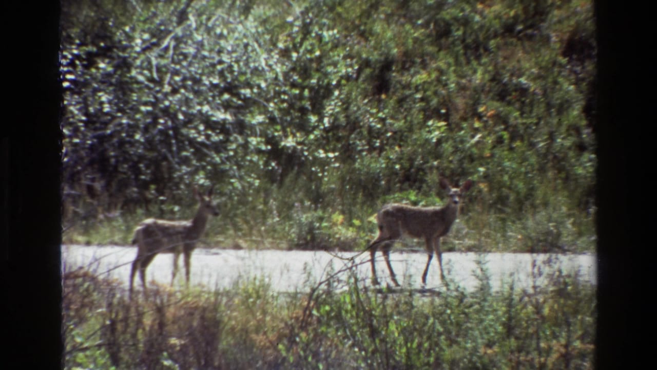 Two deer cross a pale forest road in the Grand Teton area, one slightly ahead as the 8mm frame shows grain and faded color.