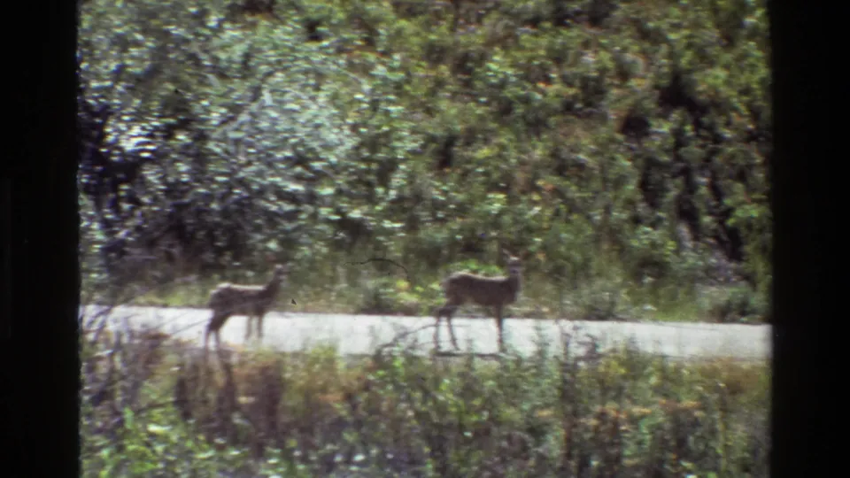 The two deer separate across the roadside view, with forest vegetation and 1980s 8mm home-movie texture visible throughout the frame.