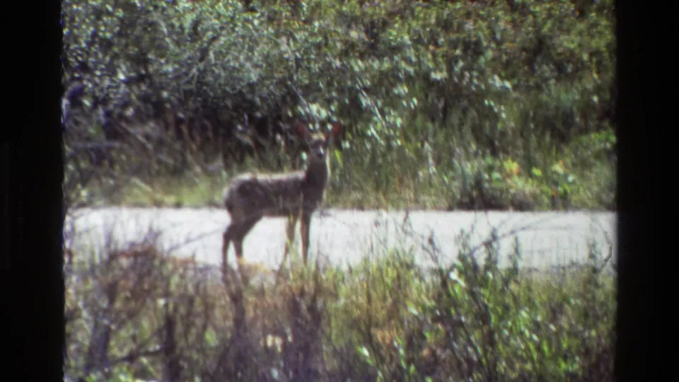 A deer pauses near the wooded road in the Grand Teton 1980 home-movie scene, facing toward the camera through soft 8mm grain.