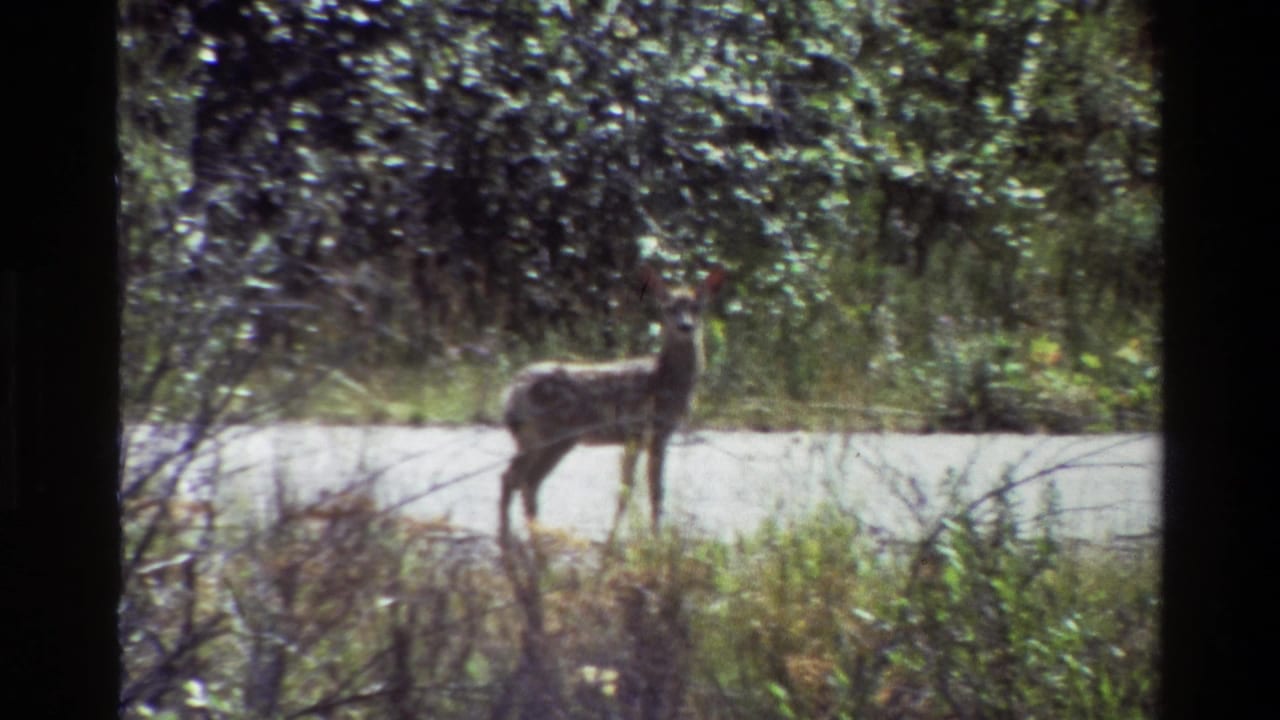 1980 Grand Teton 8mm frame showing a small doe or fawn paused near a sunlit gravel path amid grasses and dense green brush.