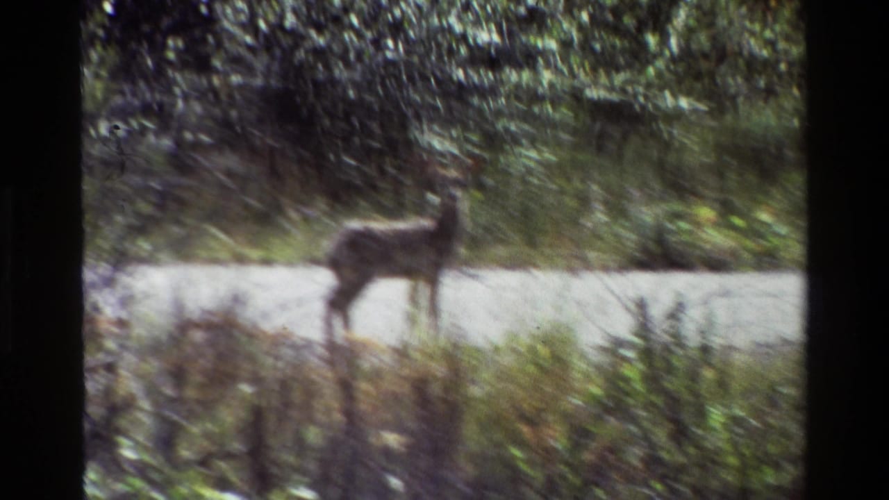 Soft 8mm frame from the Grand Teton clip showing the deer near a light gravel path, partly blurred by camera motion and film softness.