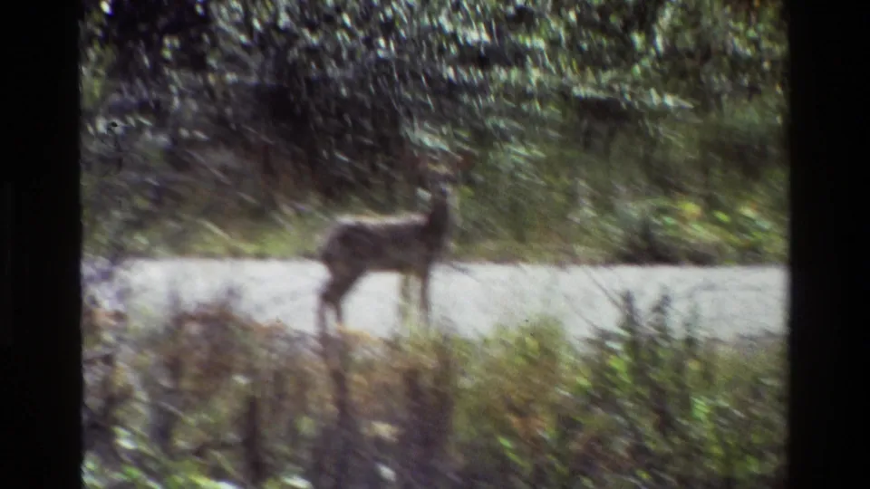 Soft 8mm frame from the Grand Teton clip showing the deer near a light gravel path, partly blurred by camera motion and film softness.