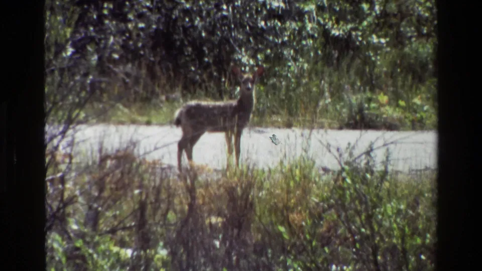 1980 Grand Teton home-movie frame showing a young deer standing alert in grass beside a bright path and wooded vegetation.