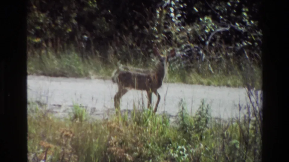 Grand Teton 1980 8mm frame showing the deer moving along the grassy edge of a sunlit path in dense roadside vegetation.