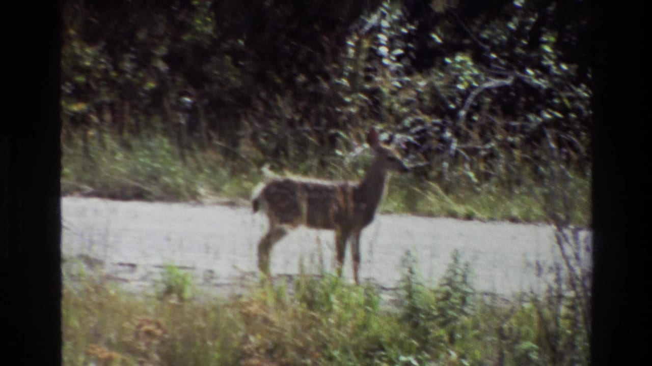 A young deer stands near a roadside in Grand Teton, Wyoming, in 1980 8mm home-movie footage.