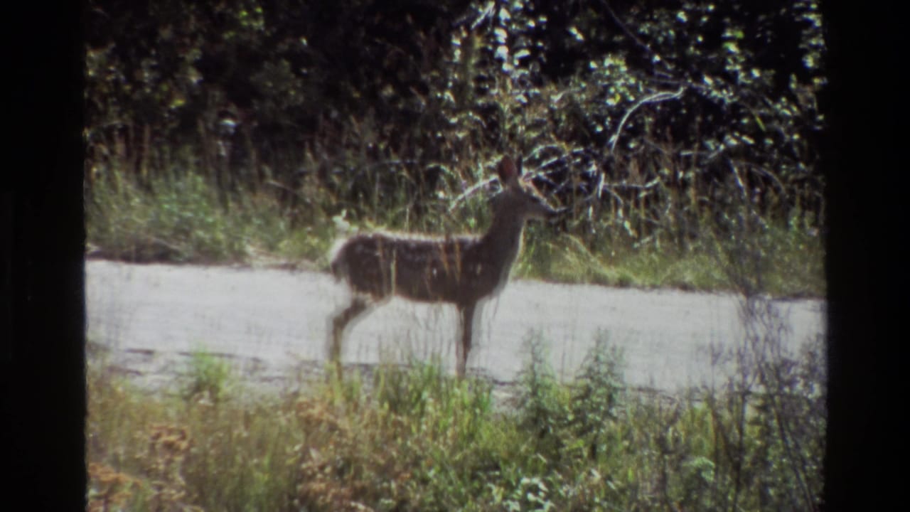 Deer standing in profile near roadside grasses and dense brush.