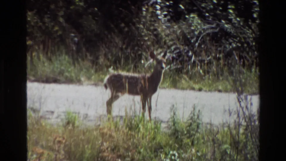 A deer pauses near roadside vegetation, its body partly lit against a pale road and dark woodland background.
