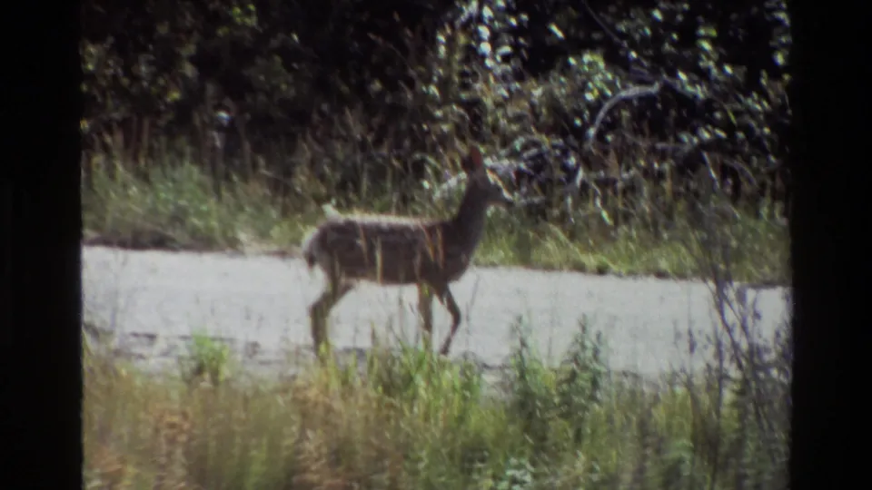 The deer begins walking away along the roadside, with tall grass and wooded brush filling the Grand Teton frame.