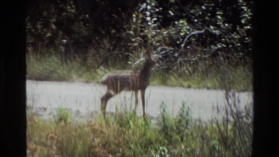 Two deer, one larger and one smaller, stand alert on a gravel road in Grand Teton, Wyoming, in 1980 home-movie footage.