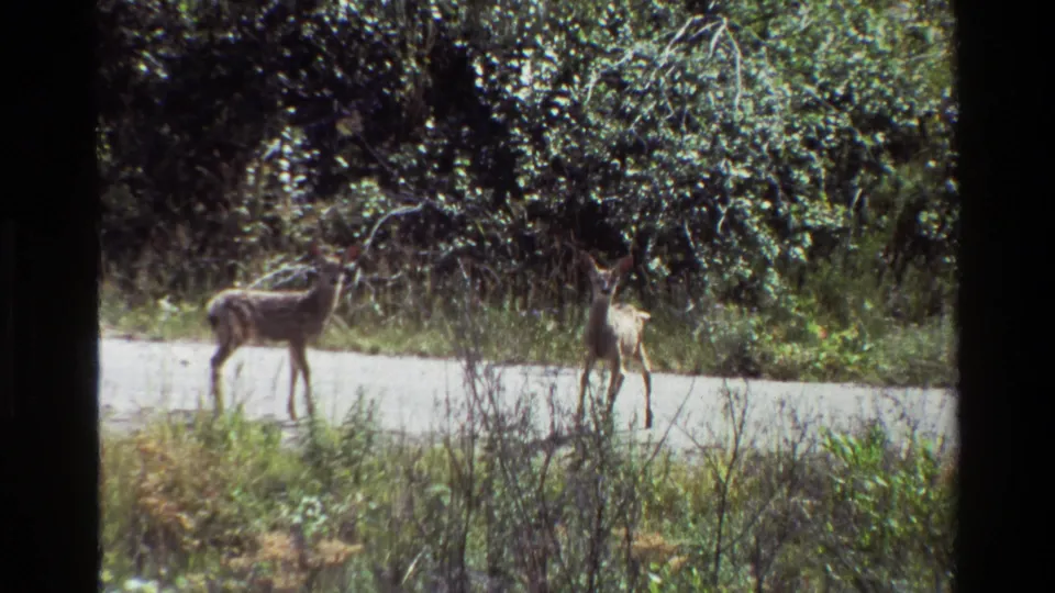 The deer remain on the gravel road near dense foliage, with the smaller animal turned slightly away in the 1980 Grand Teton footage.