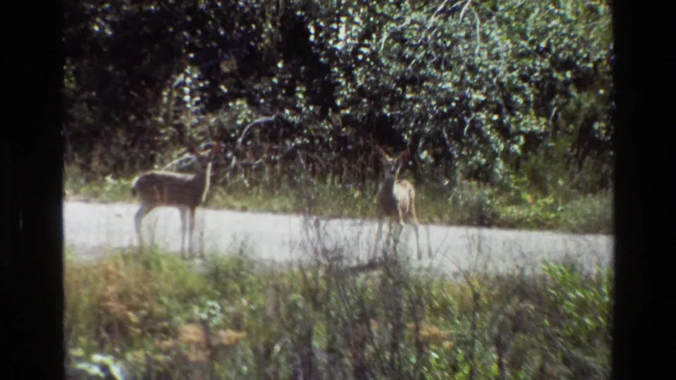A soft 8mm frame shows the two deer spaced across a gravel road with thick Grand Teton roadside vegetation behind them.