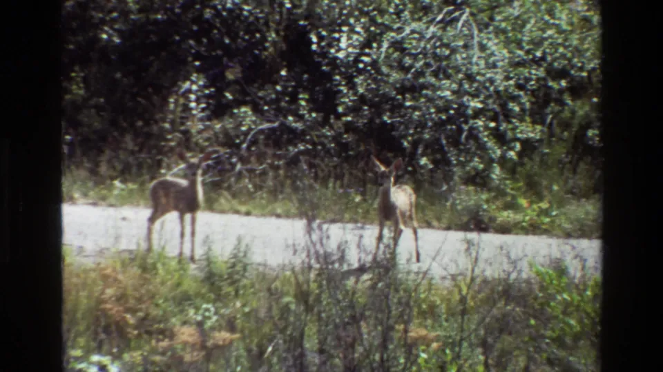At the end of the clip, the deer are still near the forested road edge, one facing away as the 8mm frame holds steady.