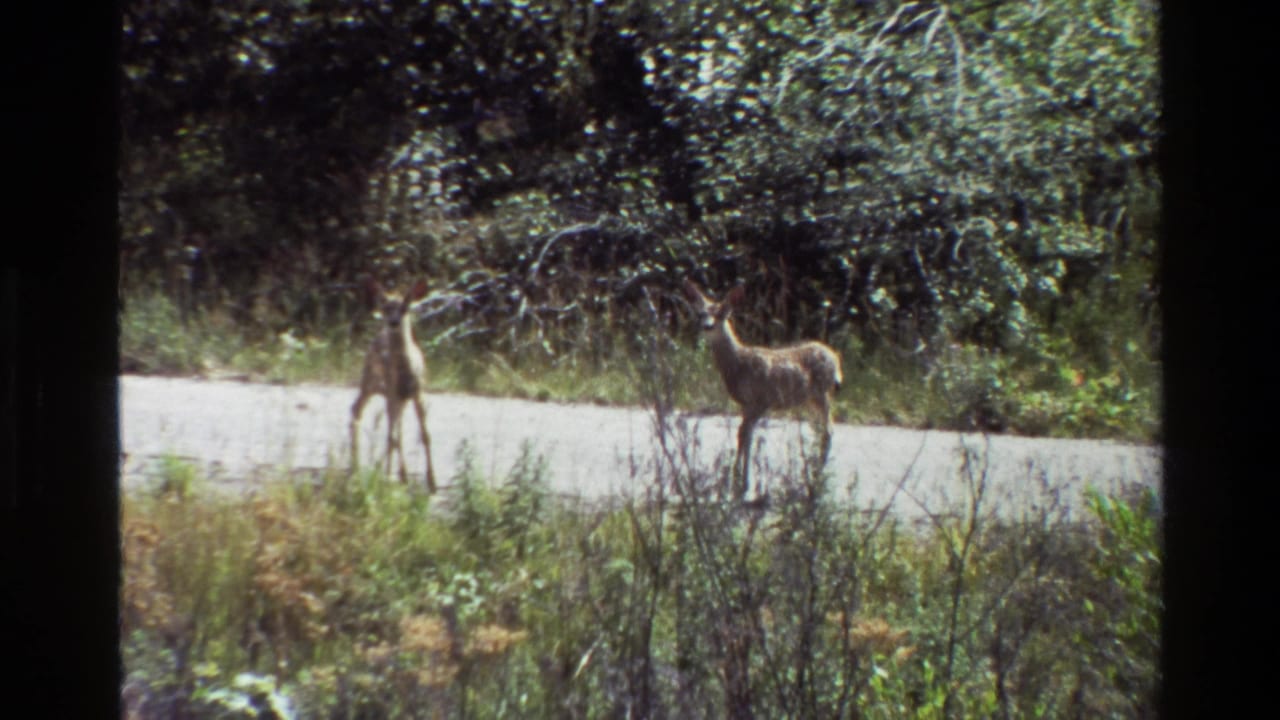 Two young deer stand near a pale road with grasses and trees behind them.