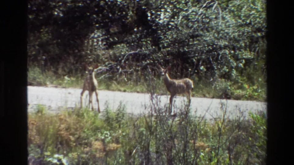 Two young deer stand beside a roadside in Grand Teton, Wyoming, in 1980 8mm home-movie footage.