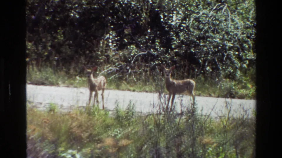 Two young deer look toward the camera beside a road in 1980 Grand Teton 8mm footage.