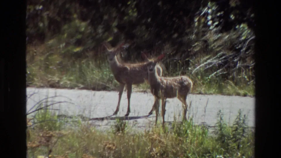Two young deer stand close together at a grassy road edge in Grand Teton, Wyoming, 1980.