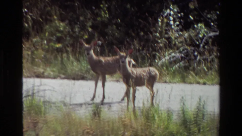 Two young deer remain beside the road in bright 1980 Grand Teton home-movie footage.