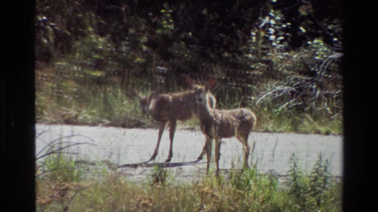 In 1980 Grand Teton home-movie footage, two young deer pause on a sunlit forest road with tall grass and dark foliage behind them.