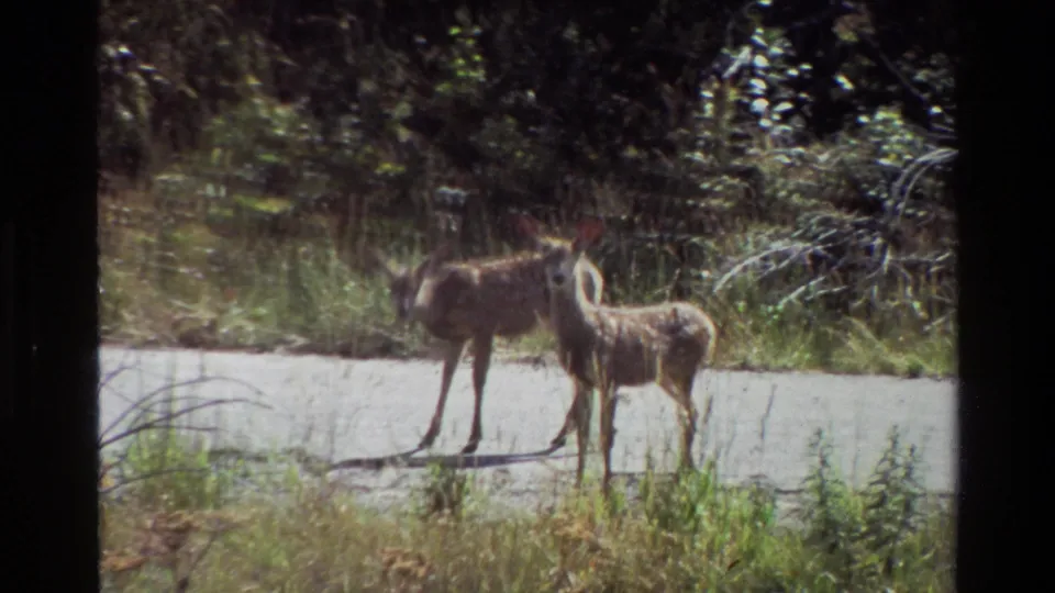In 1980 Grand Teton home-movie footage, two young deer pause on a sunlit forest road with tall grass and dark foliage behind them.