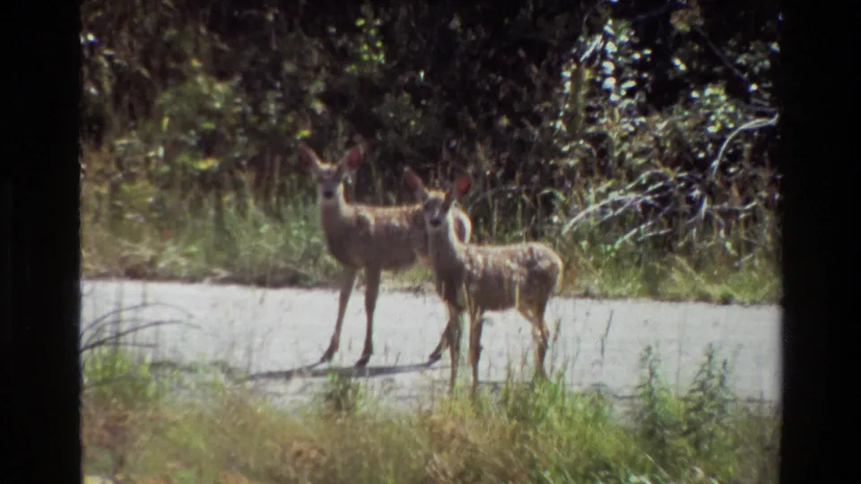 Two young spotted deer face the camera on a pale roadside in Grand Teton, with ears raised against dense green foliage.
