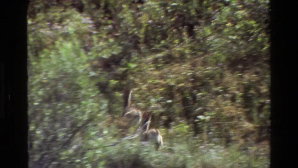 The young deer turn from the road and begin fleeing into brush, their bodies partly blurred by motion and vegetation.
