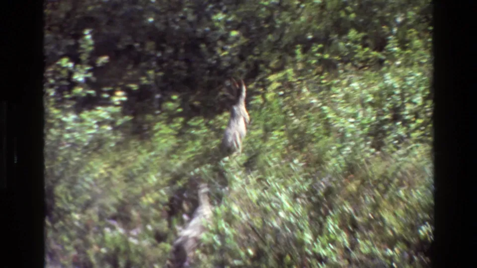 A young deer disappears into tall Grand Teton brush, partly obscured by vegetation and softened by handheld 8mm motion.