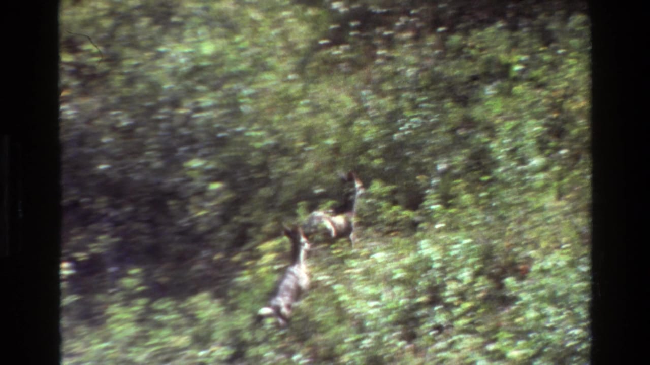 Deer partly visible among dense green forest undergrowth.