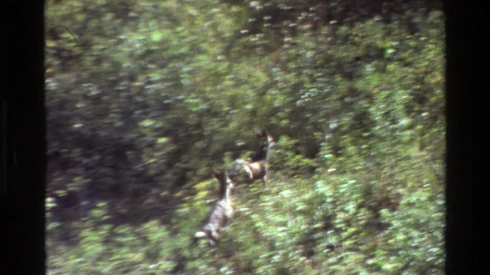 A deer moves through leafy forest undergrowth in Grand Teton, Wyoming, in 1980-era 8mm home-movie footage.