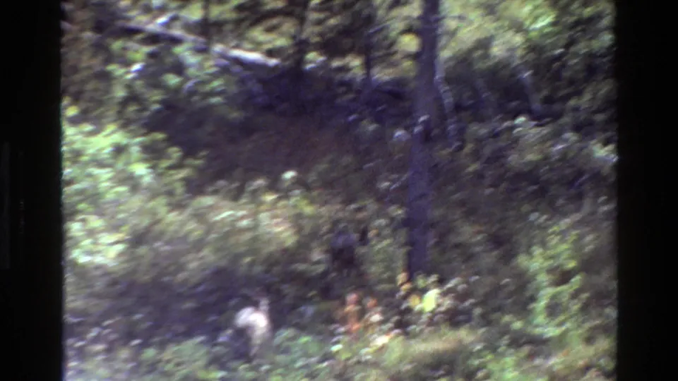A blurred handheld frame shows forest floor, trees, and a pale deer form near the bottom of the 8mm frame.