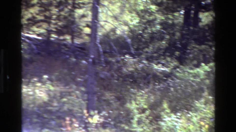 Grand Teton-area 1980 8mm frame showing a shadowed forest slope with pine trunks, brush, and uneven sunlight.