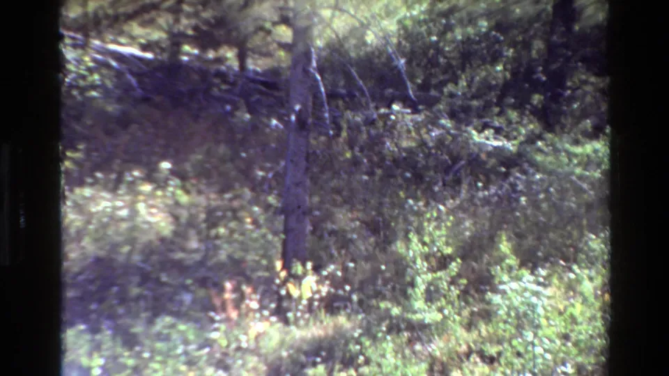 Grand Teton-area 1980 8mm frame with dense forest brush, tree trunks, and strong dark framing from the film scan.