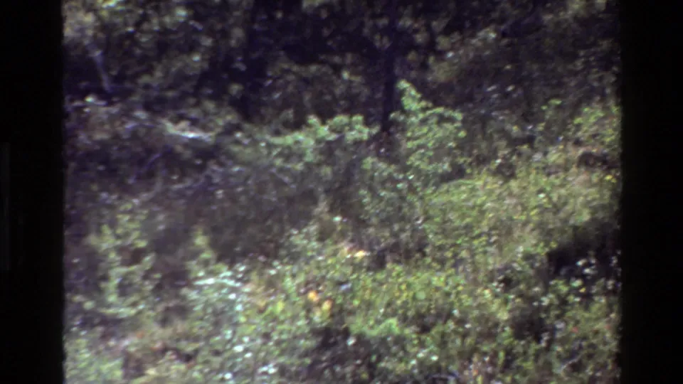 Grand Teton-area 1980 8mm frame showing scrubby undergrowth and shadowed woods with mottled sunlight.