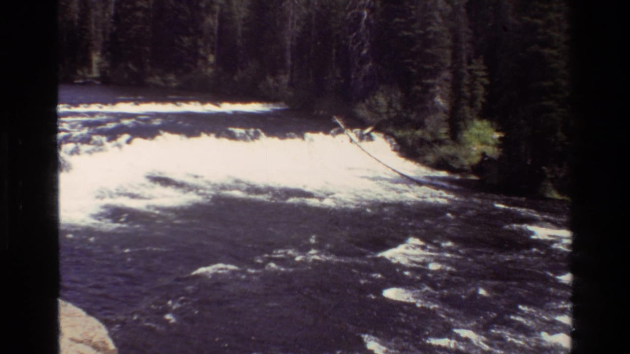 Whitewater rapids sweep across a forest river with trees and a leaning branch on the far bank.